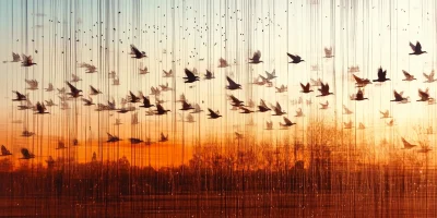 Birds in Flight at Sunset