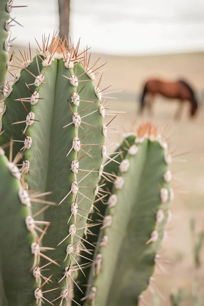 Cactus in Ranch