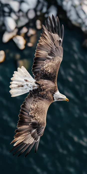 Eagle in Flight