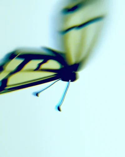 Butterfly in Motion