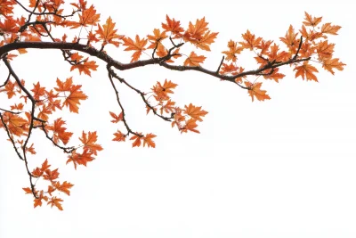 Autumn Maple Branch