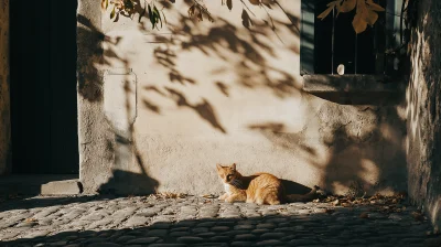 Ginger Cat in the Shade