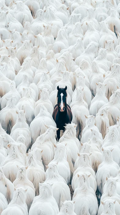 Herd of Horses