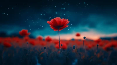 Red Poppies Under Starry Sky