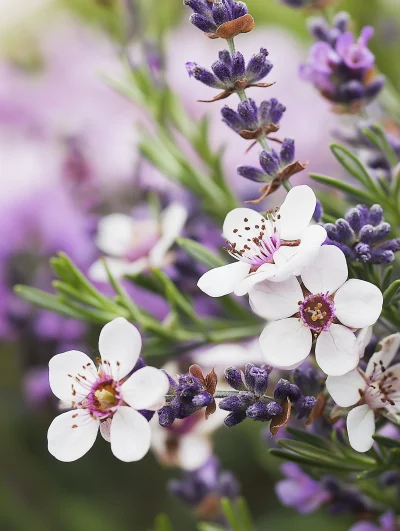 New Zealand Manuka and Lavender Harmony