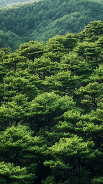 Forest Canopy