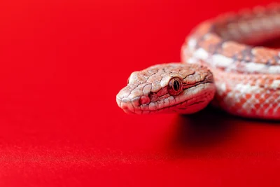 Cute Little Snake on Red Background