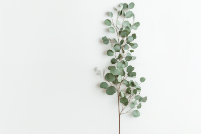 Eucalyptus Branches