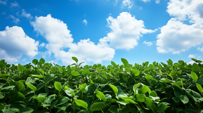 Soybean Field Under Blue Sky