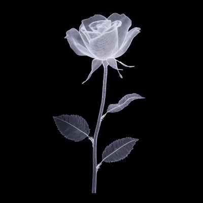 X-ray Radiograph of a Rose