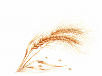 Polished Wheat