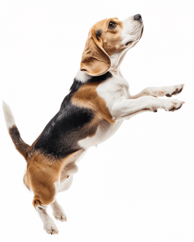 Beagle Dog in Motion