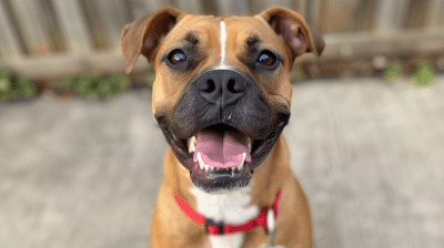 Happy Boxer Dog