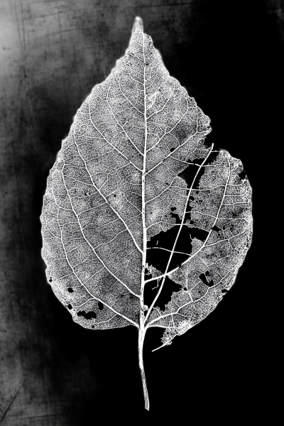 Leaf Skeleton in Black and White