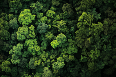 Rainforest Canopy from the Air