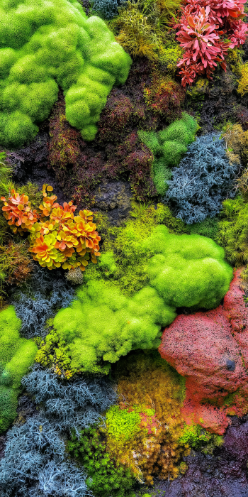 Colorful Modern Moss Wall