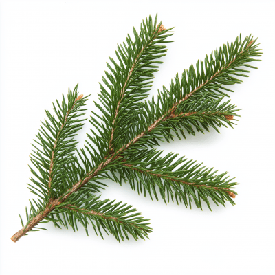 Close-up of Christmas Tree Branch