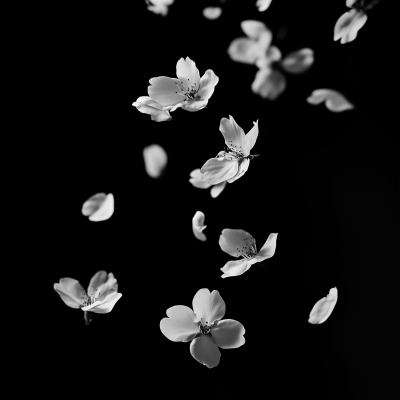 Cherry Blossom Petals