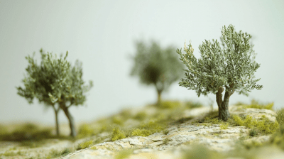 Olive Grove