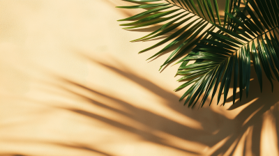 Tropical Palm Leaf Shadow