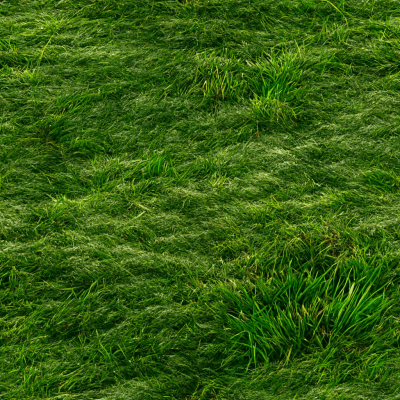 Fresh Cut Grass Texture