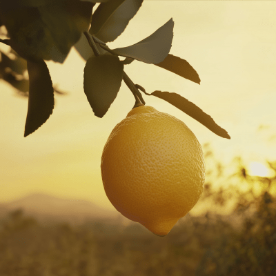 Lemon in Evening Glow