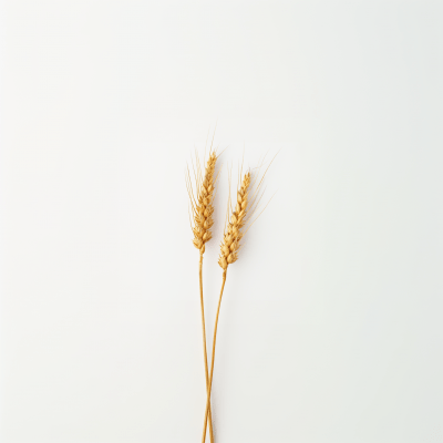 Wheat Stalks on White