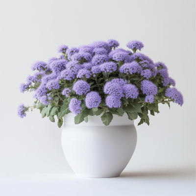 Ageratum in a Vase