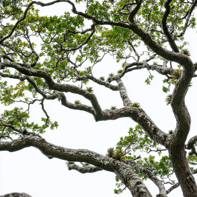 Canopy of a Roble Oak Tree