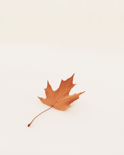 Autumn Leaf on Snow