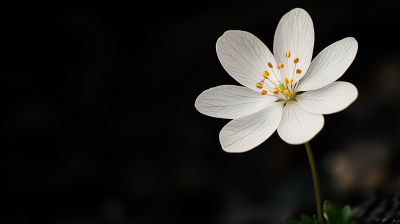 Transparent Flower on Black Background
