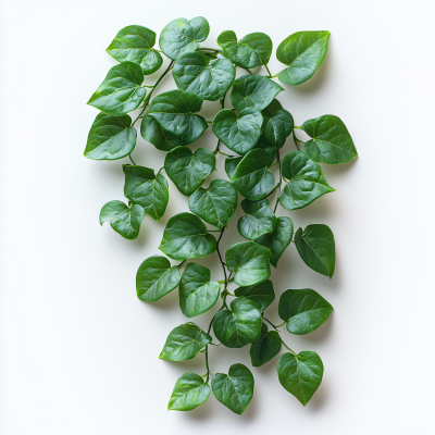 Ivy on White Background