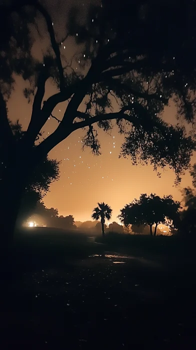 Starry Night Through Trees