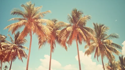 Palm Trees and Blue Sky