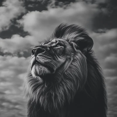 Black and White Male Lion