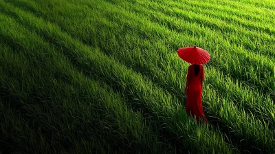 Scenic Paddy Field