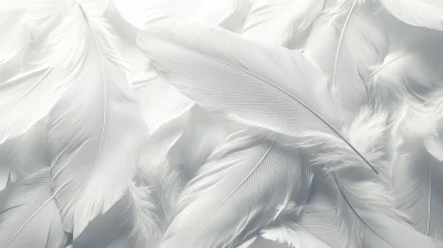 Soft White Feathers Wallpaper