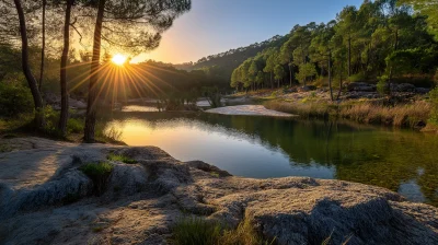 Sunlit Forest Clearing