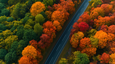 Autumn Aerial Road