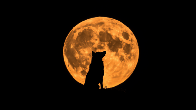 Wolf Howling at Full Moon