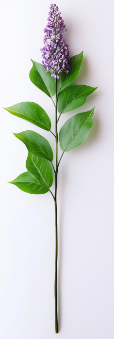 Lilac Sprig on White Background