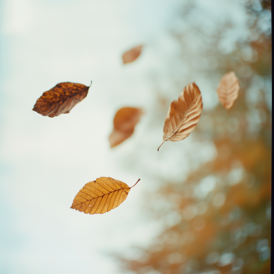 Blowing Leaves