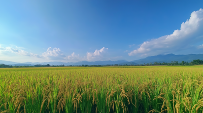 Paddy Rice Field