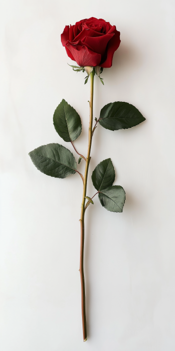 Top View of a Red Rose