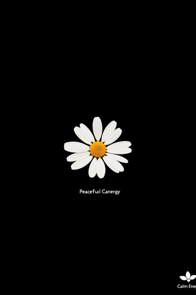 Minimalist Daisy Wallpaper