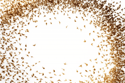 A Large Swarm of Birds