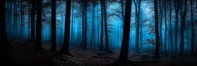 Dark Forest at Night