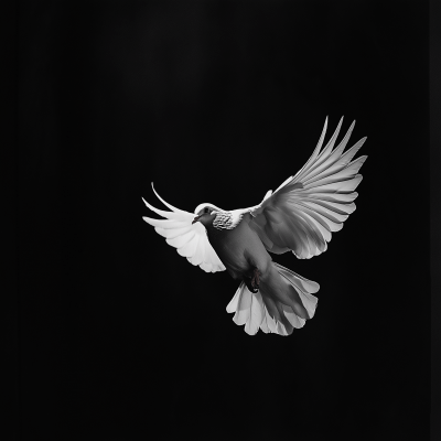 Dove in Flight