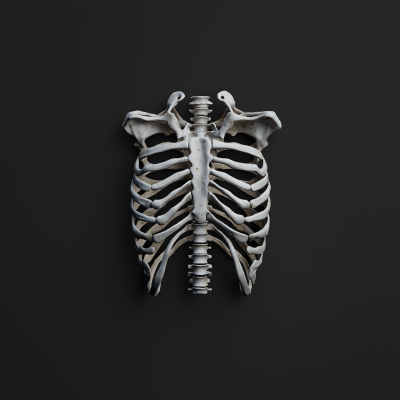 Human Skeletal Rib Cage