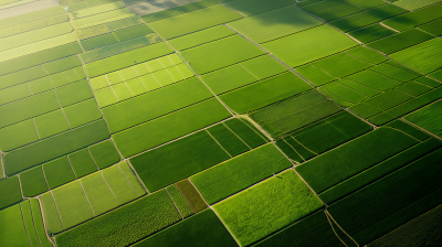 Vast Agricultural Landscape